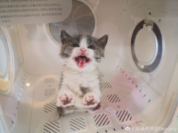 猫图片|宠物猫|猫咪|