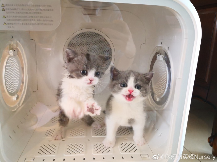 猫图片|宠物猫|猫咪|