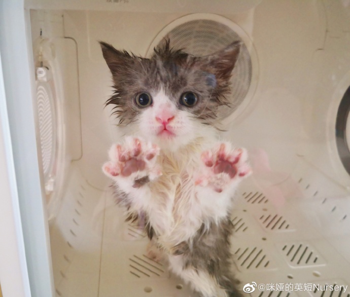 猫图片|宠物猫|猫咪|