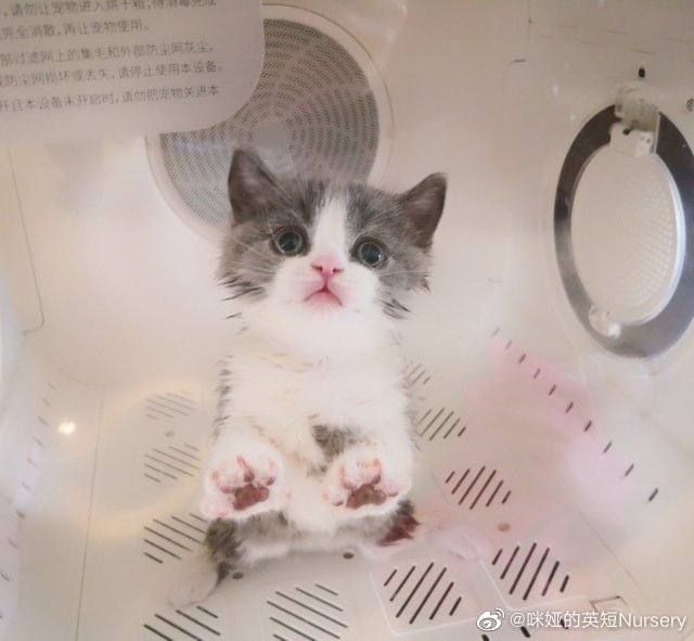 猫图片|宠物猫|猫咪|