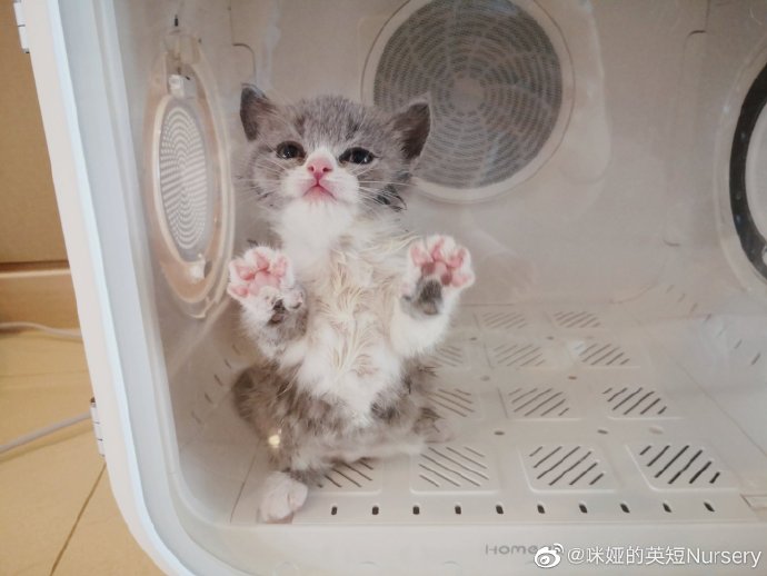 猫图片|宠物猫|猫咪|
