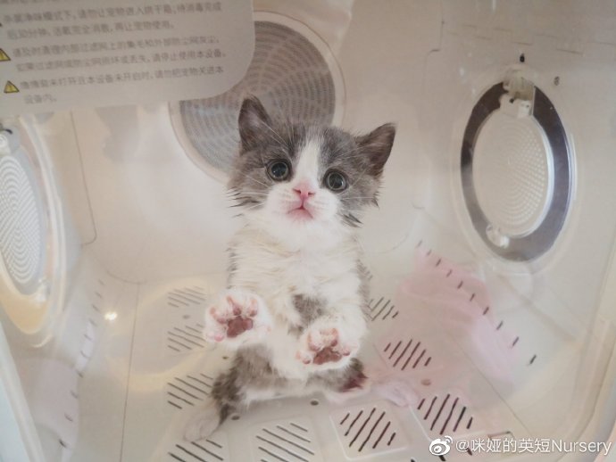 猫图片|宠物猫|猫咪|