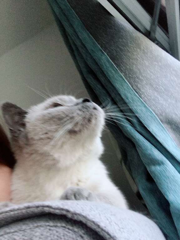 猫图片|宠物猫|猫咪|