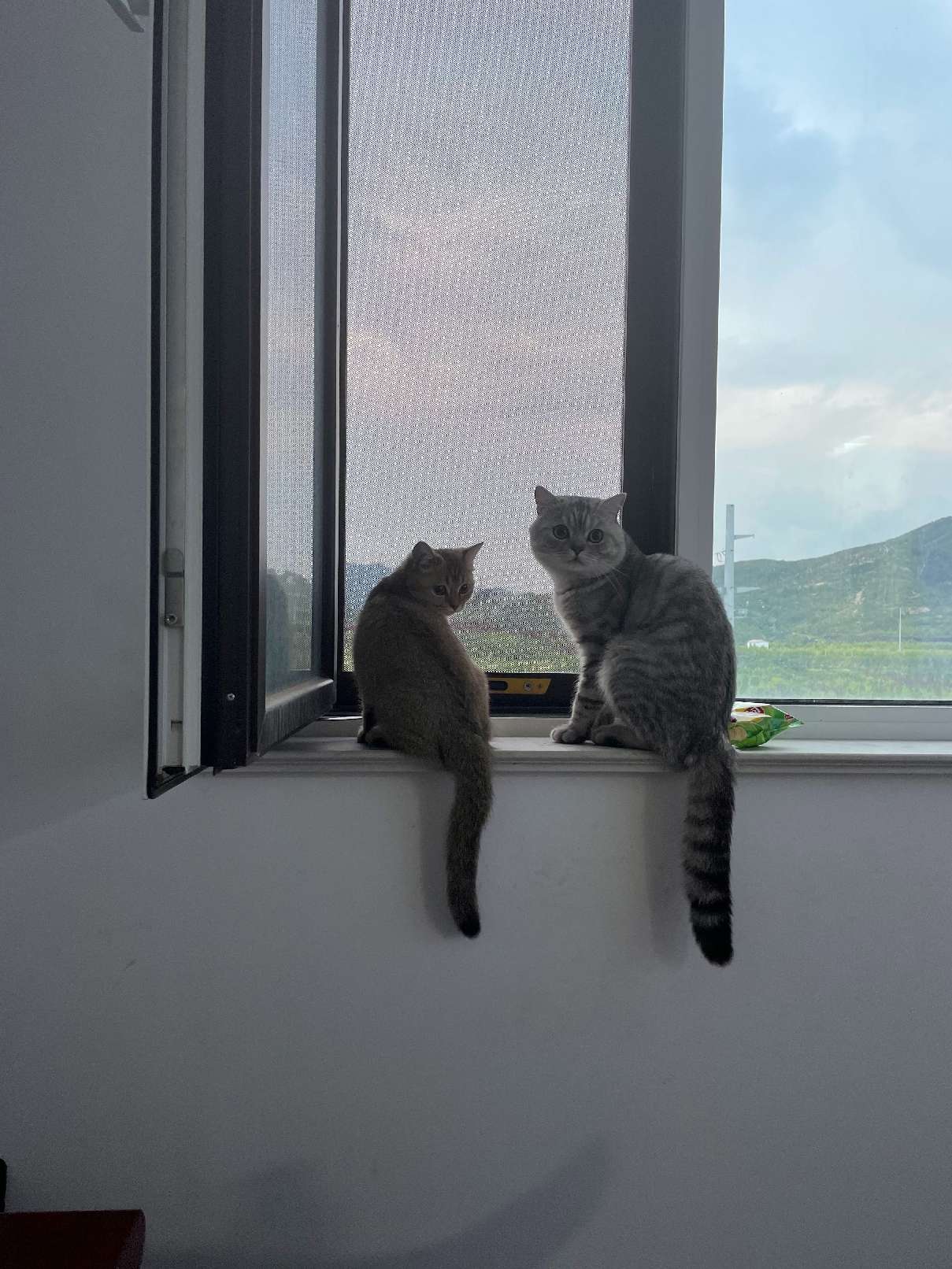 猫图片|宠物猫|猫咪|