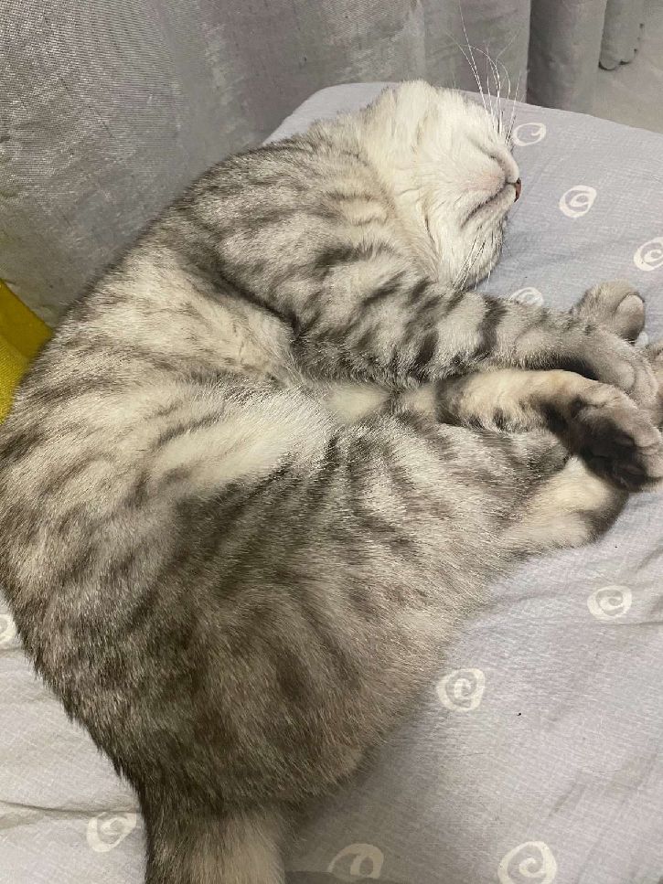 猫图片|宠物猫|猫咪|