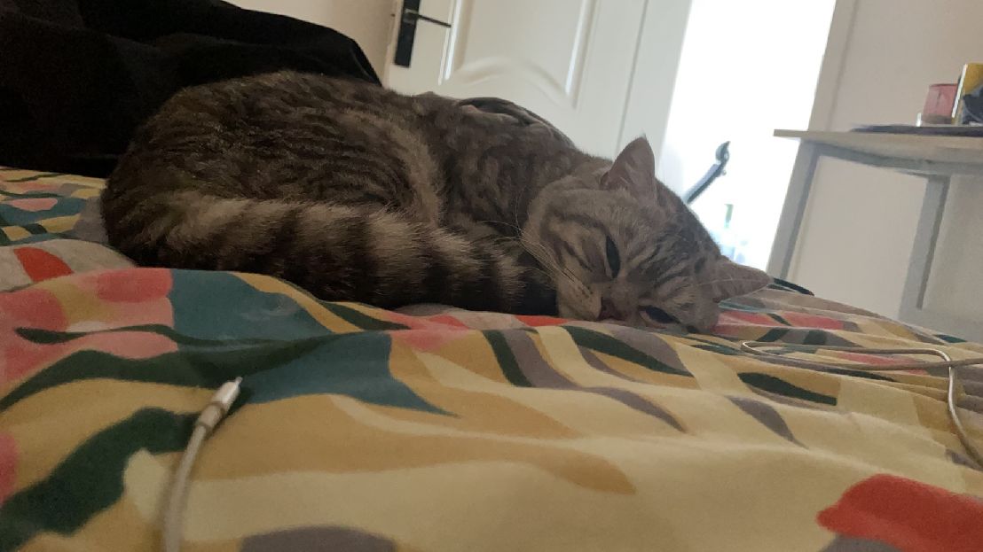 猫图片|宠物猫|猫咪|