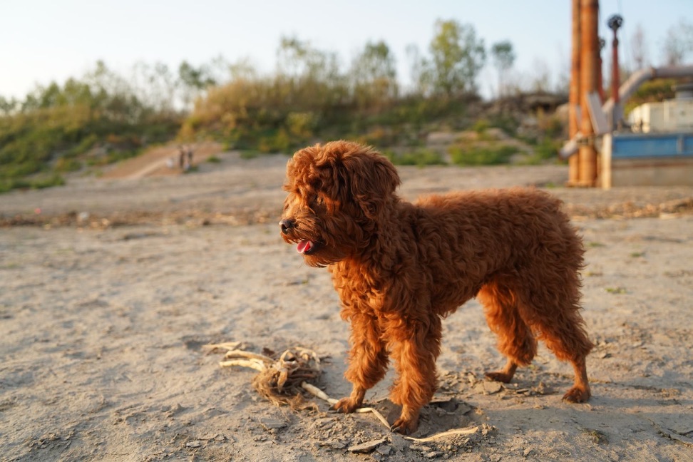猫图片|宠物猫|猫咪|