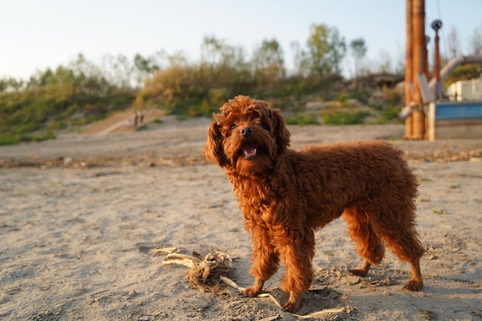 猫图片|宠物猫|猫咪|