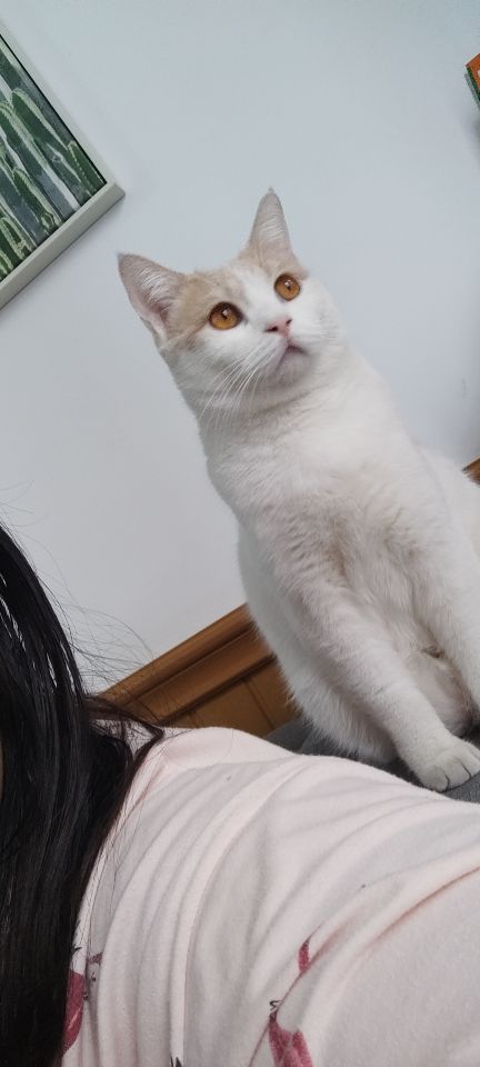 猫图片|宠物猫|猫咪|