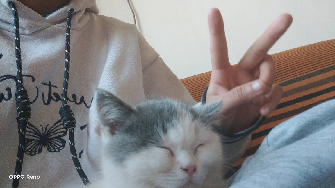 猫图片|宠物猫|猫咪|