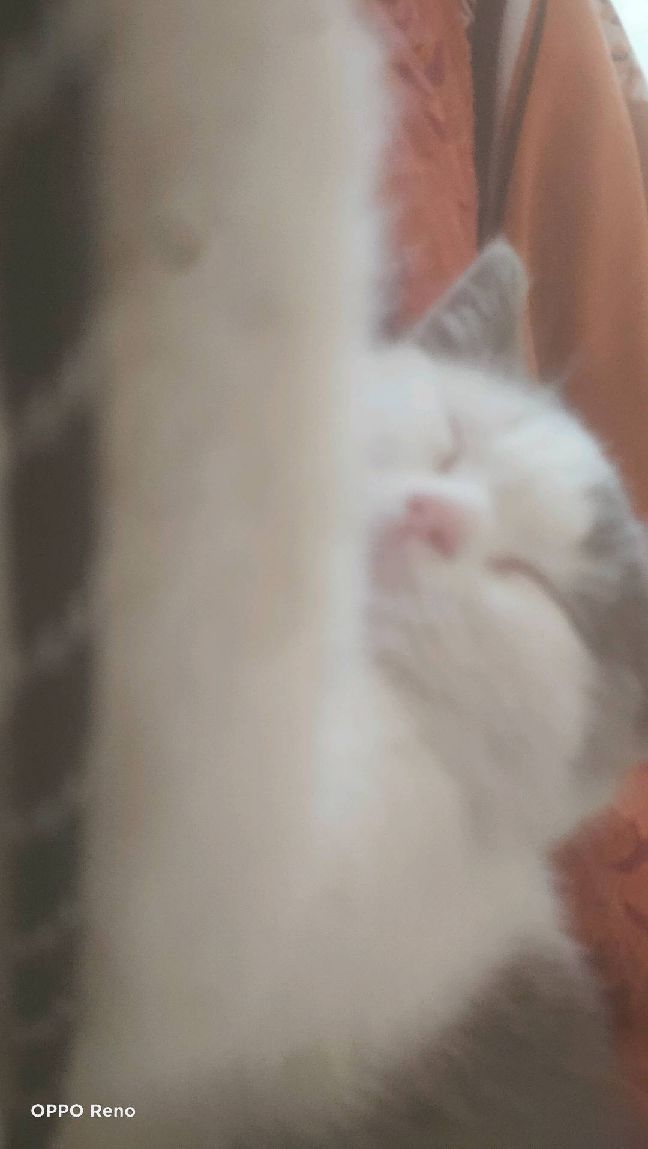 猫图片|宠物猫|猫咪|