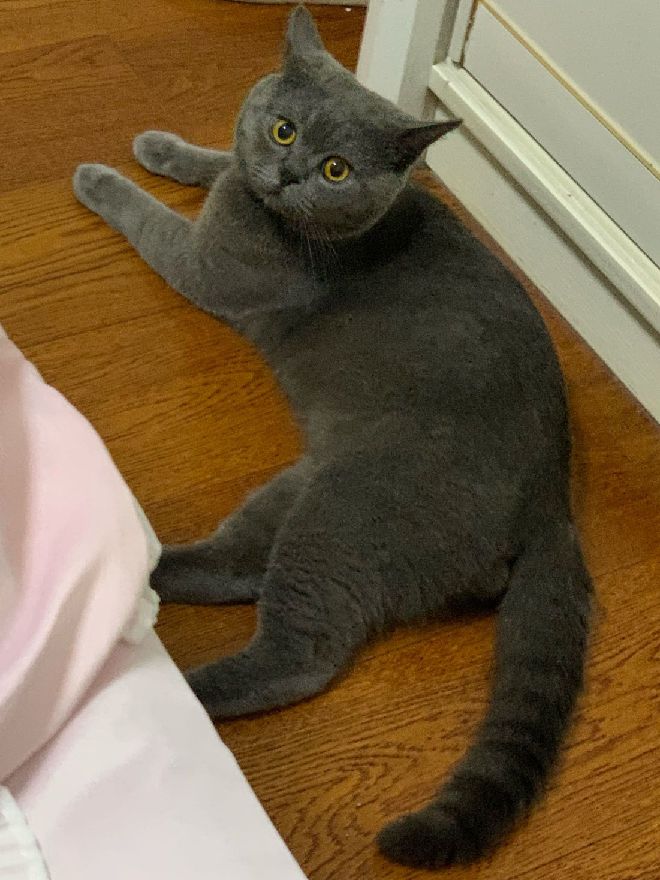 猫图片|宠物猫|猫咪|