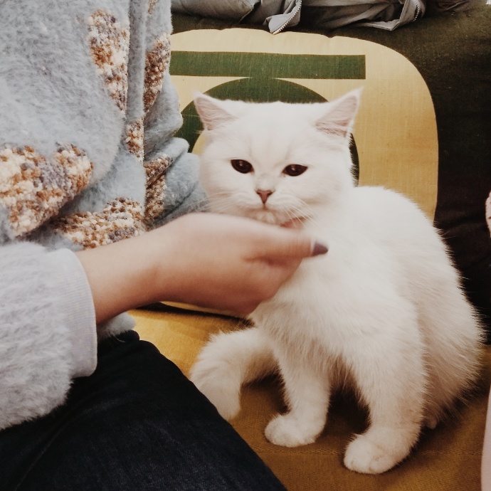 猫图片|宠物猫|猫咪|