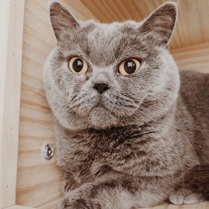 猫图片|宠物猫|猫咪|