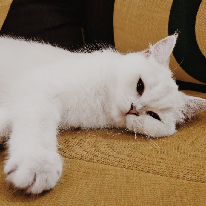 猫图片|宠物猫|猫咪|