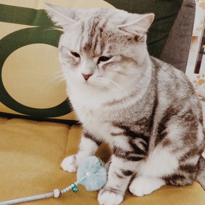 猫图片|宠物猫|猫咪|