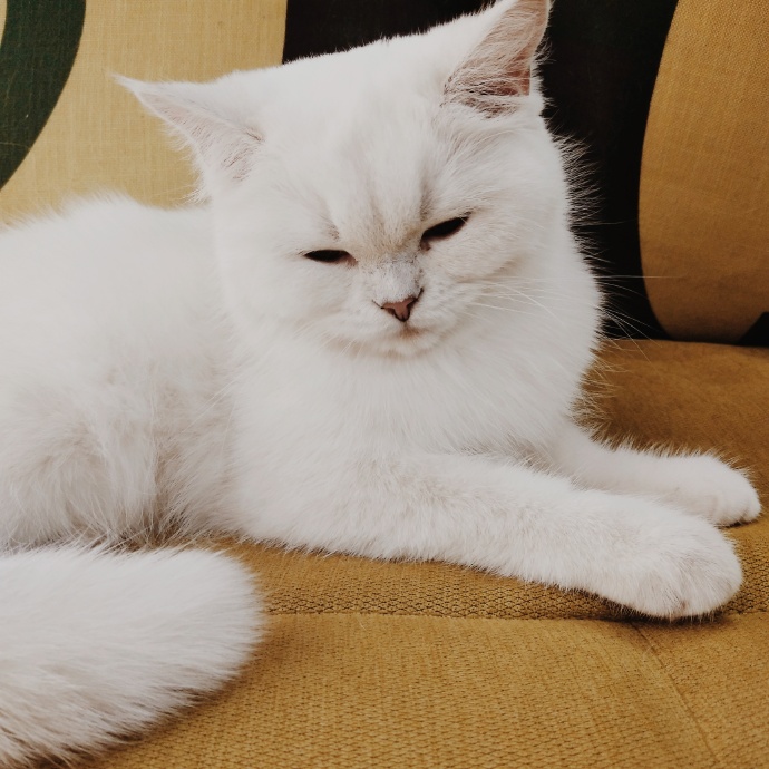 猫图片|宠物猫|猫咪|