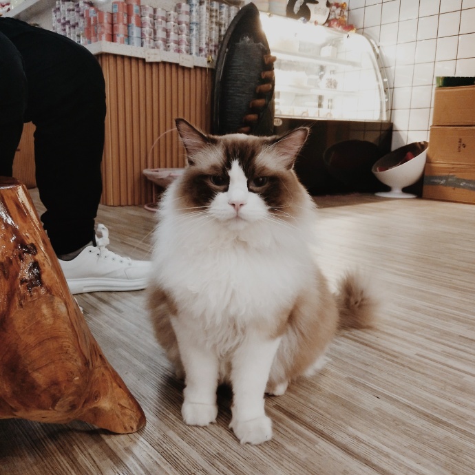 猫图片|宠物猫|猫咪|