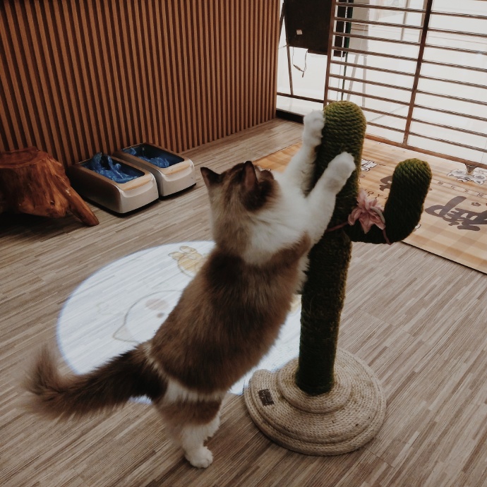 猫图片|宠物猫|猫咪|