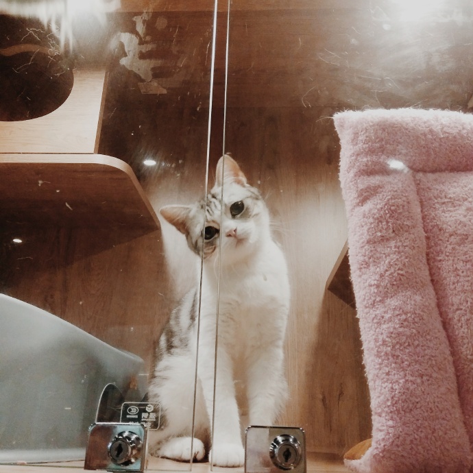 猫图片|宠物猫|猫咪|