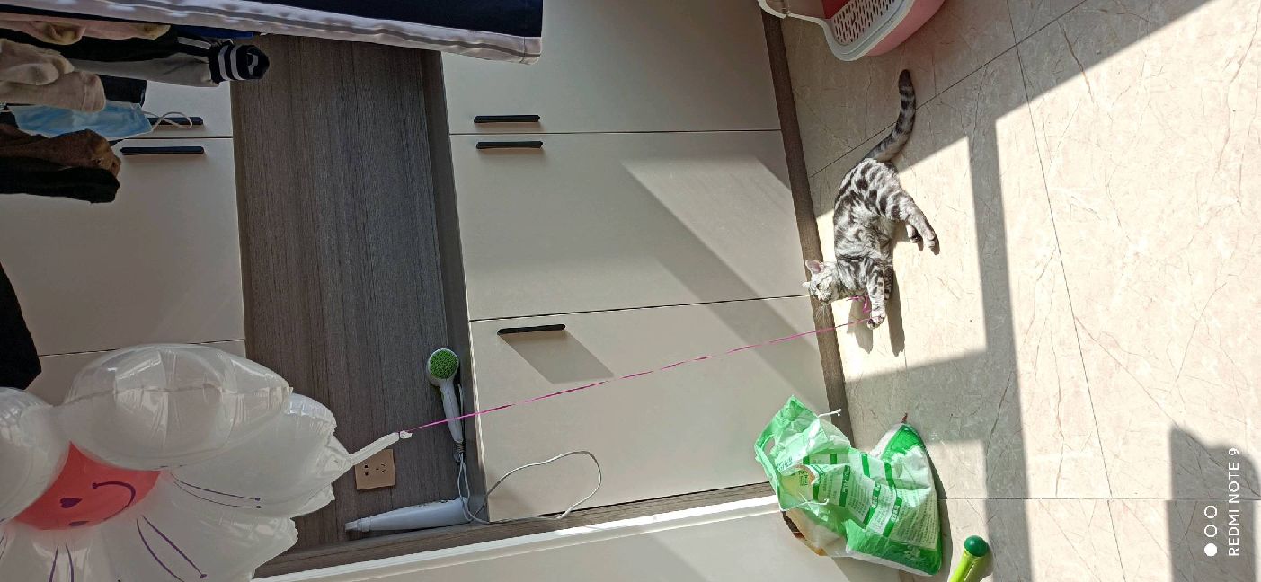 猫图片|宠物猫|猫咪|