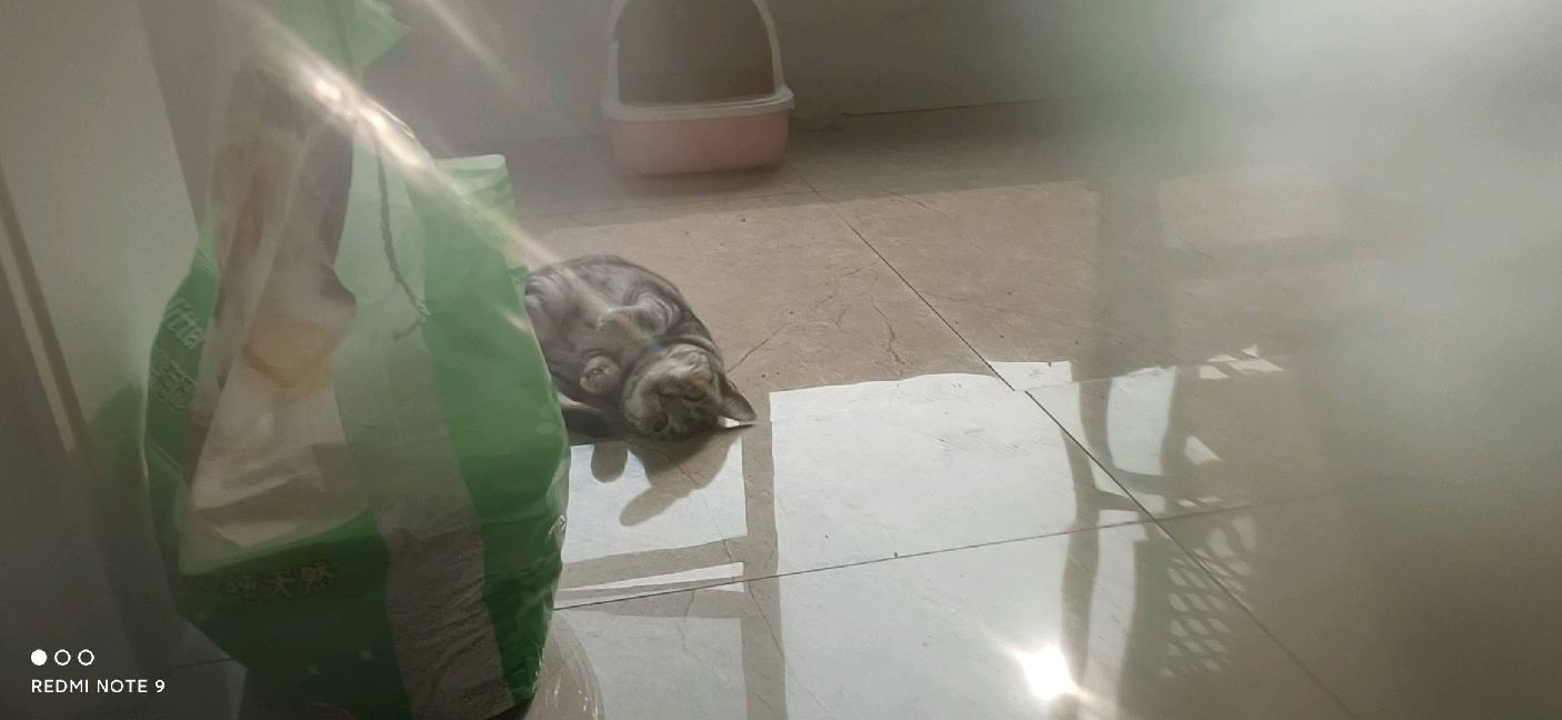 猫图片|宠物猫|猫咪|