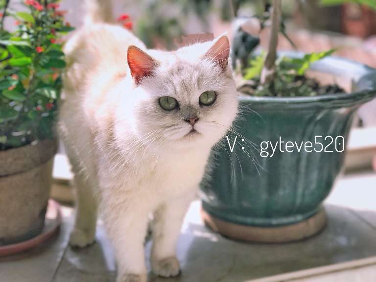 猫图片|宠物猫|猫咪|