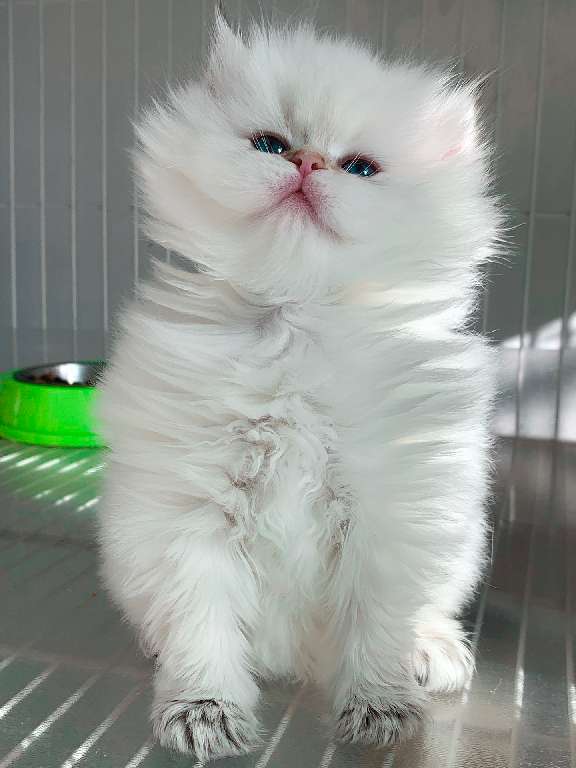 猫图片|宠物猫|猫咪|