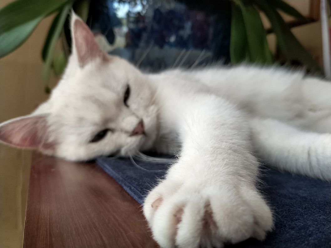 猫图片|宠物猫|猫咪|