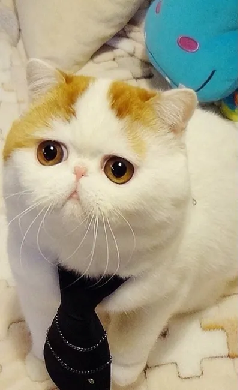 猫图片|宠物猫|猫咪|