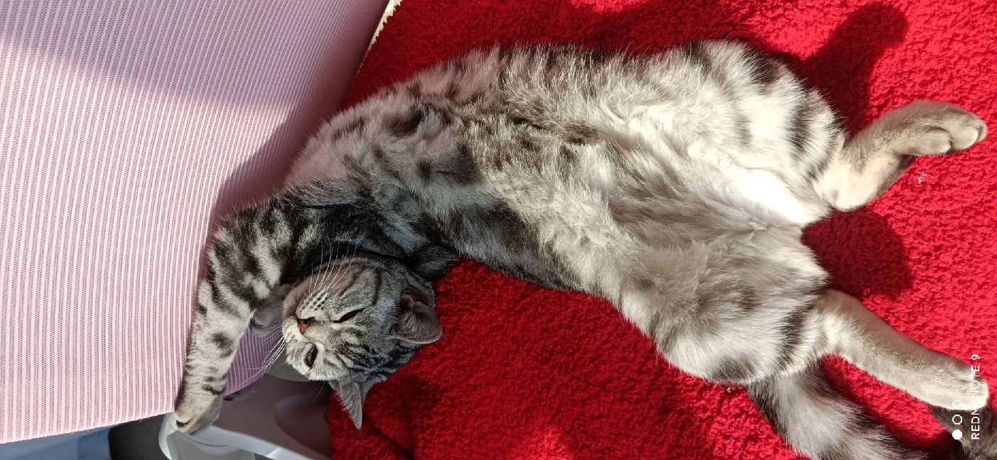 猫图片|宠物猫|猫咪|