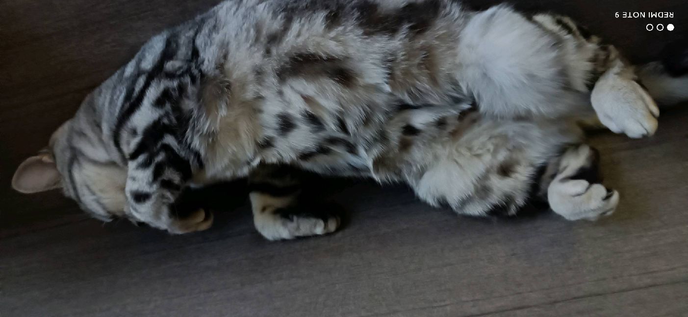 猫图片|宠物猫|猫咪|