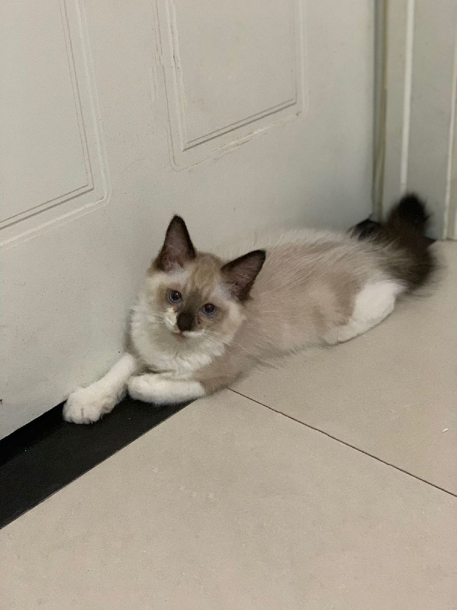 猫图片|宠物猫|猫咪|