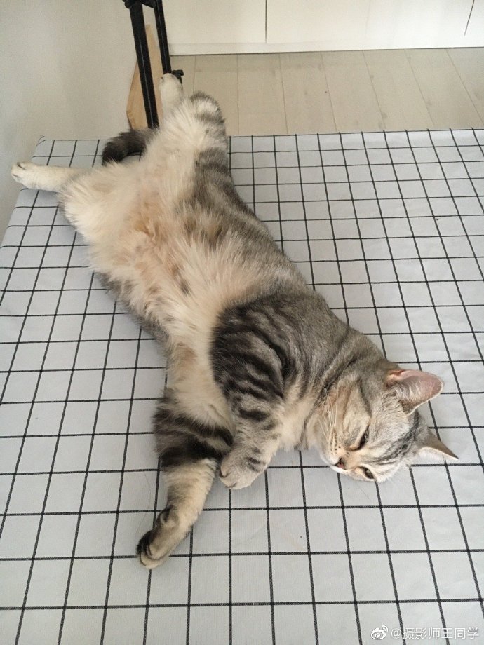 猫图片|宠物猫|猫咪|