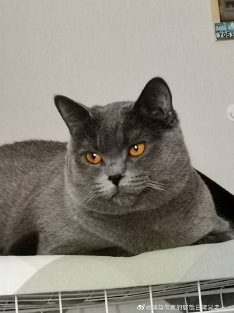 猫图片|宠物猫|猫咪|