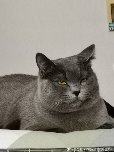 猫图片|宠物猫|猫咪|