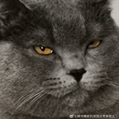 猫图片|宠物猫|猫咪|