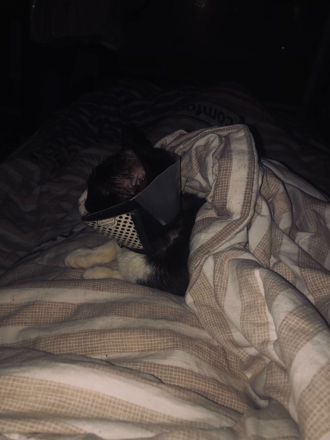 猫图片|宠物猫|猫咪|