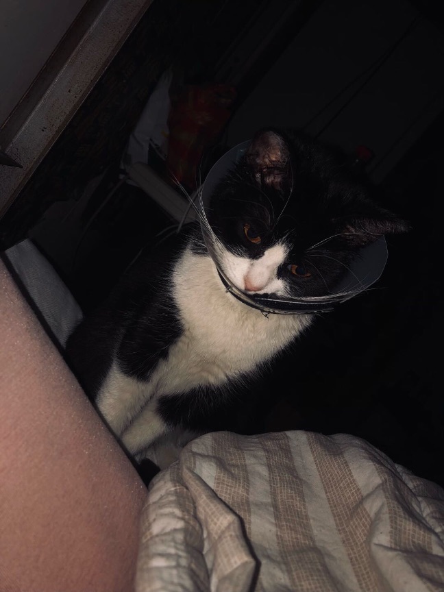 猫图片|宠物猫|猫咪|