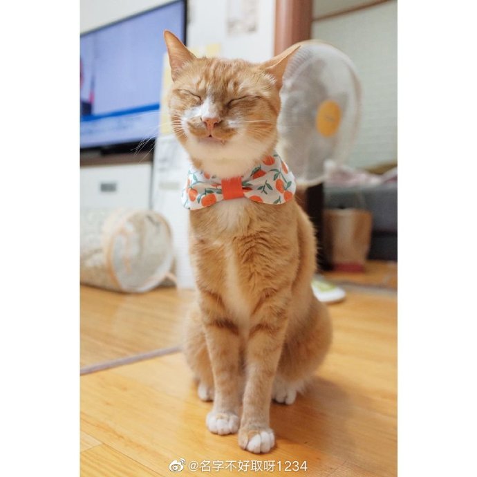 猫图片|宠物猫|猫咪|