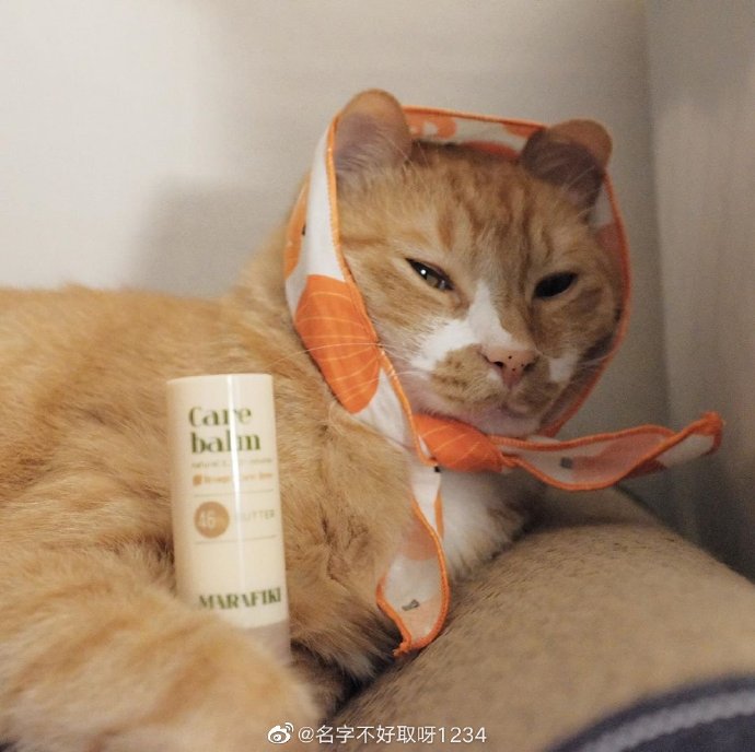 猫图片|宠物猫|猫咪|