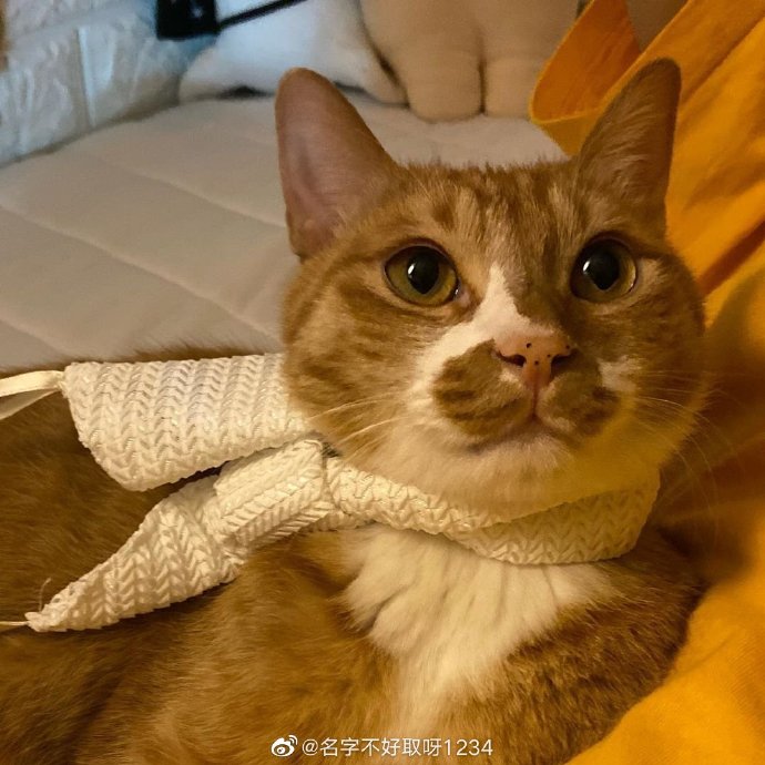 猫图片|宠物猫|猫咪|