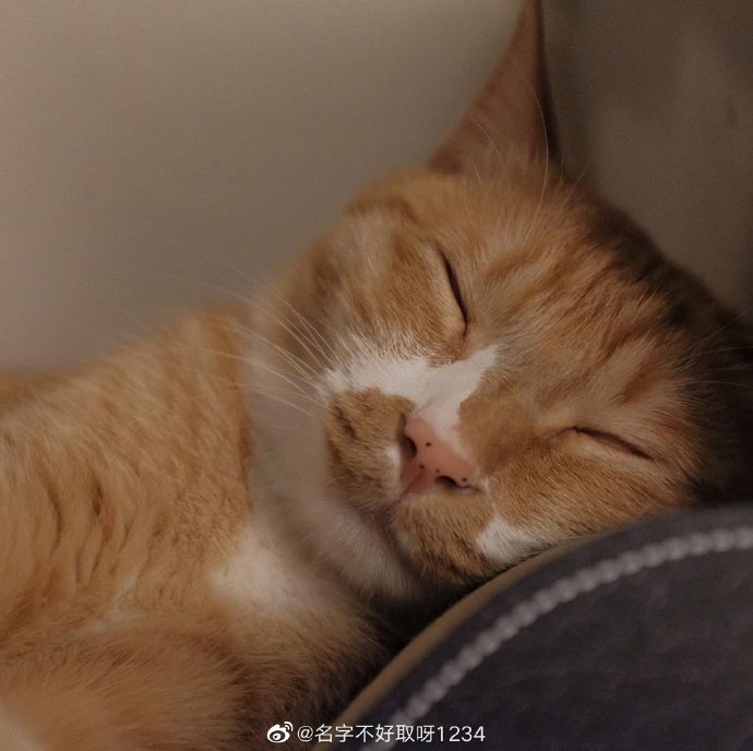 猫图片|宠物猫|猫咪|