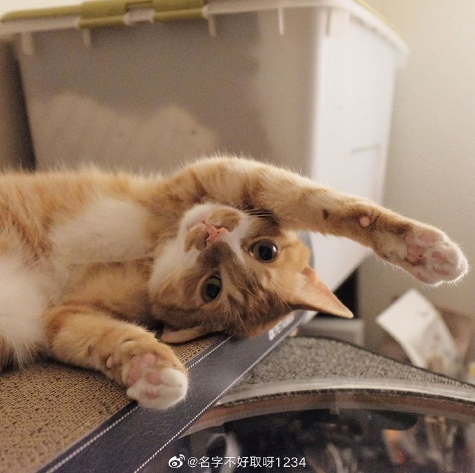 猫图片|宠物猫|猫咪|