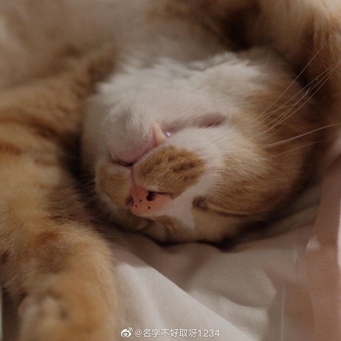 猫图片|宠物猫|猫咪|
