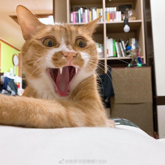 猫图片|宠物猫|猫咪|