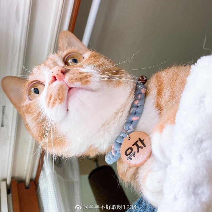 猫图片|宠物猫|猫咪|