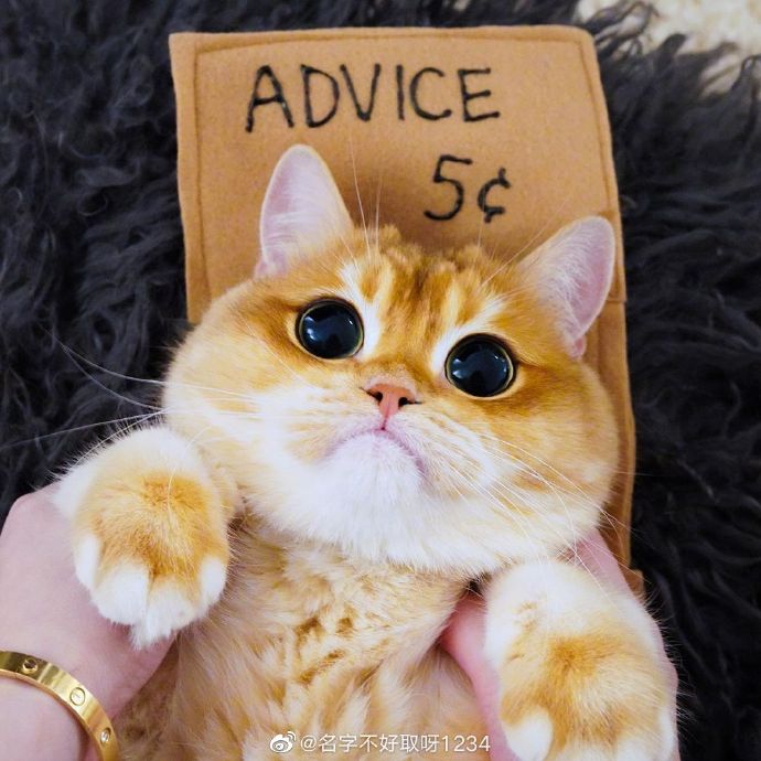 猫图片|宠物猫|猫咪|