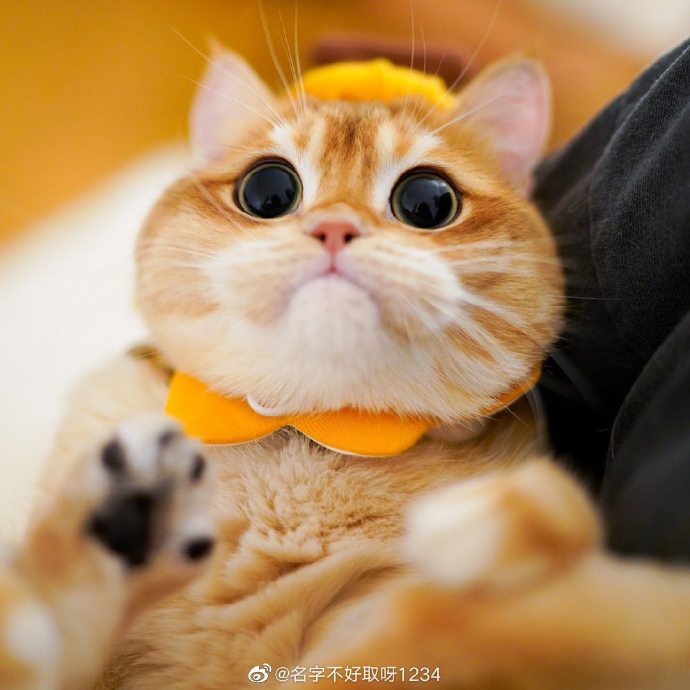 猫图片|宠物猫|猫咪|