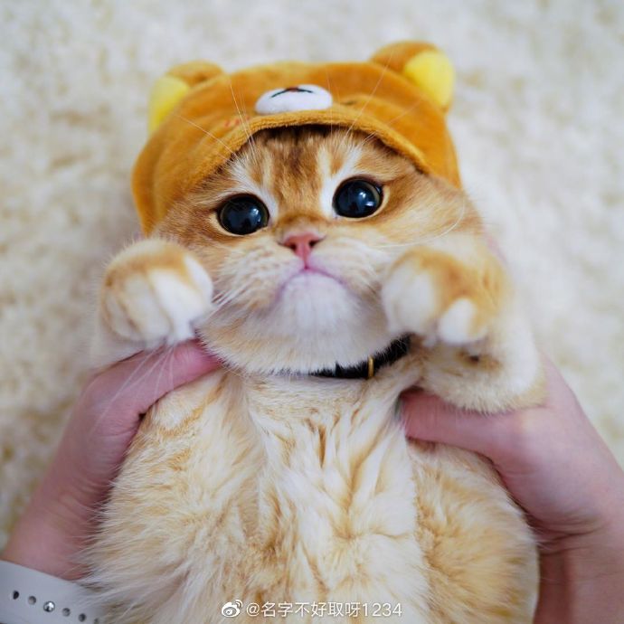 猫图片|宠物猫|猫咪|